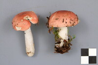 Russula hydrophila image